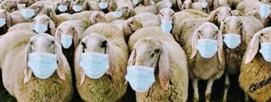 sheep in masks