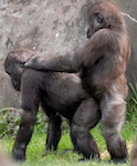 gay gorilla sex