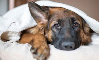 Dog with human arm chew toy