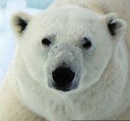 Whitebear