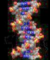 DNA