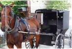 Horse and buggy