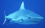 shark