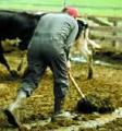 shoveling manure