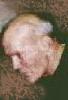 Tom Alzheimer
