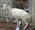 goat victim - file photo