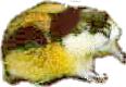 lemming