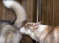 dog butt-sniffing dog